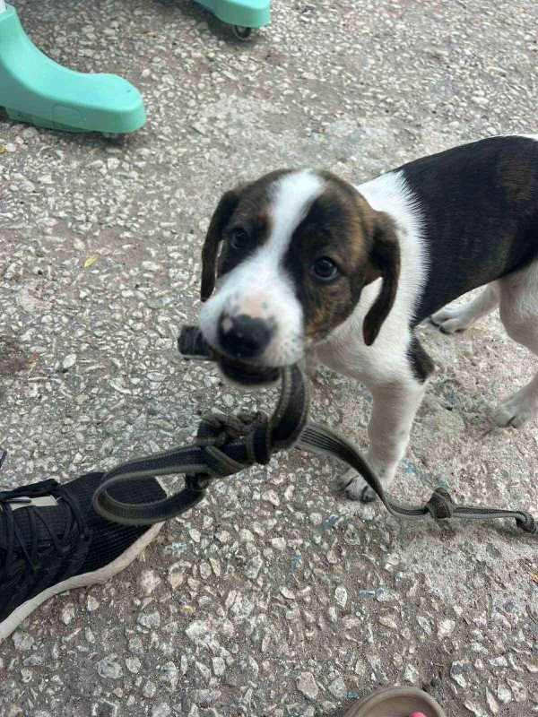 Mika