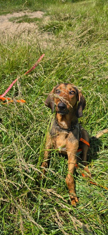 Vito