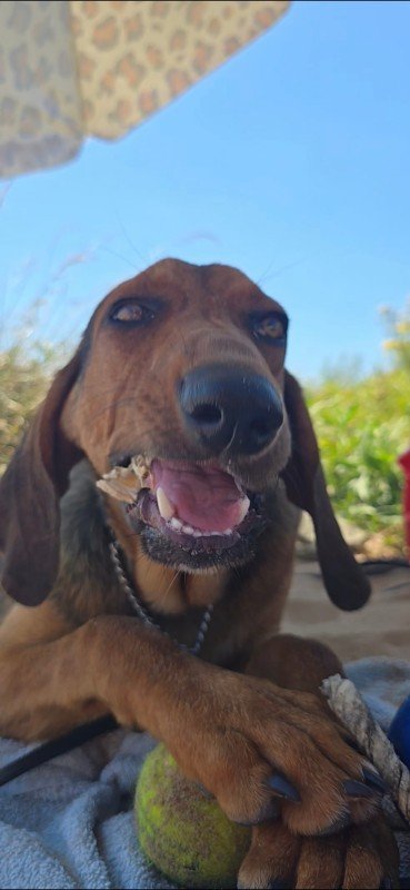 Vito