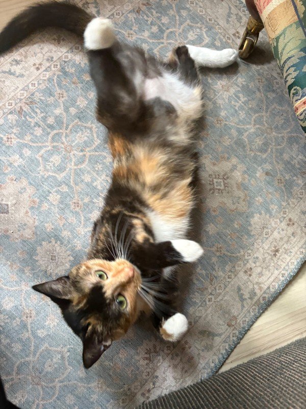 Mambo