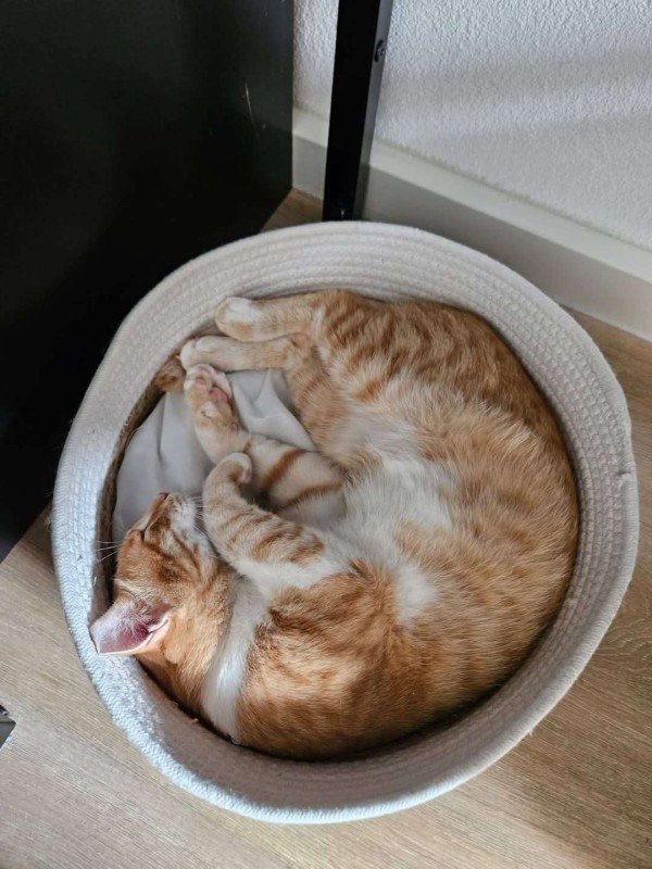 Alvaro