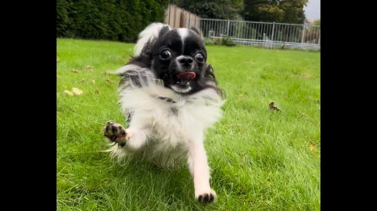 Poquito