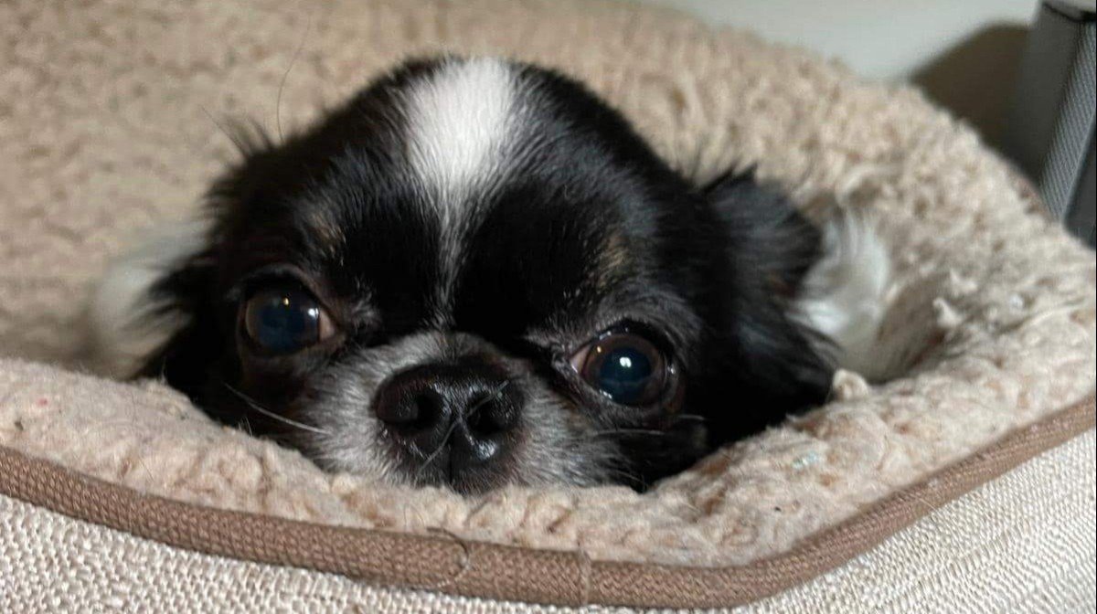 Poquito