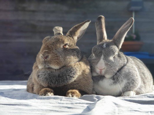 Koosje + Saartje