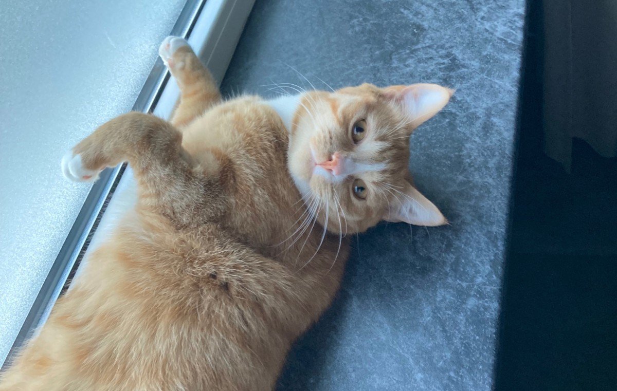 Tommie