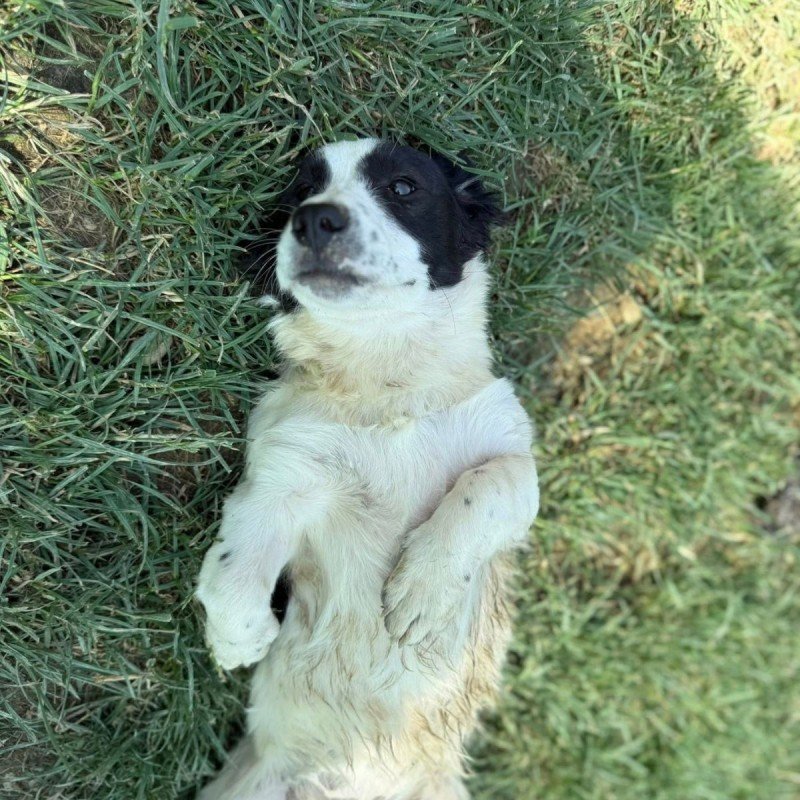 Pippa