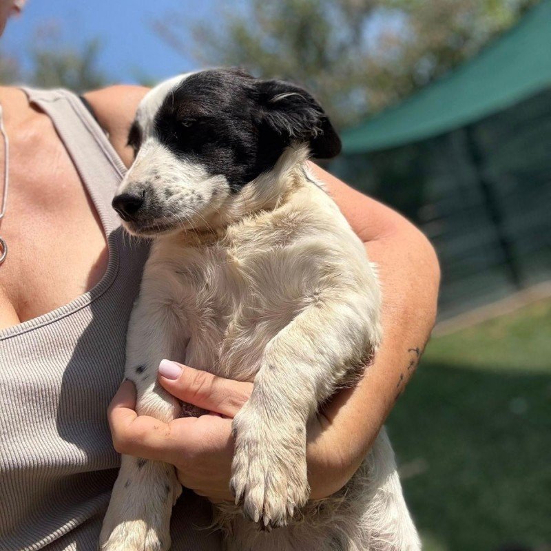 Pippa