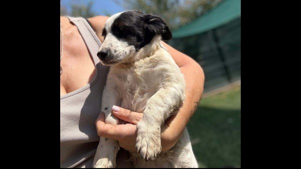 Pippa