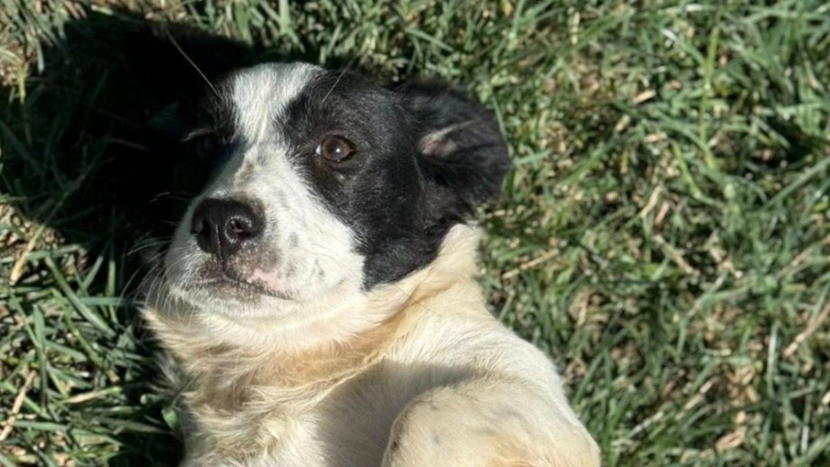 Pippa