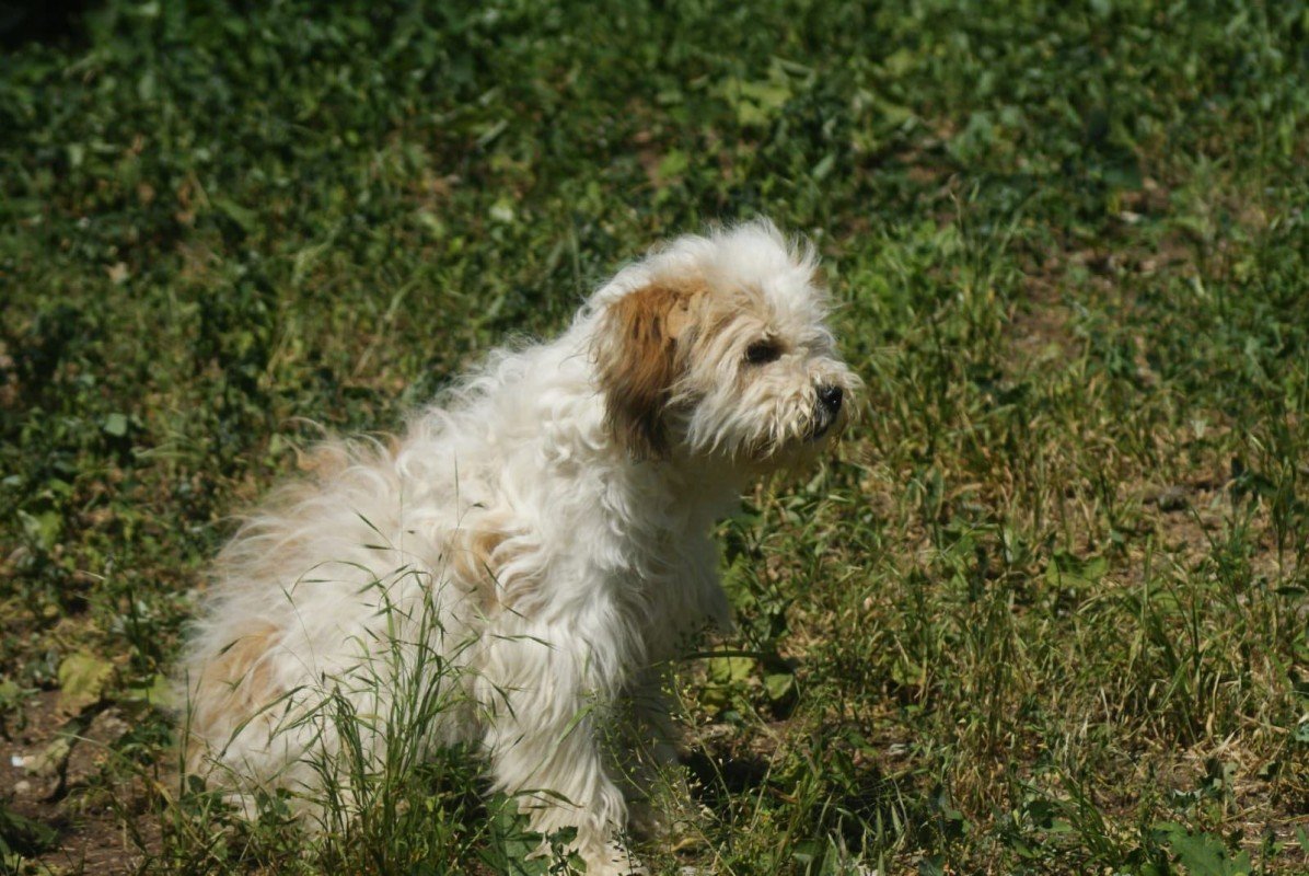 Muffin