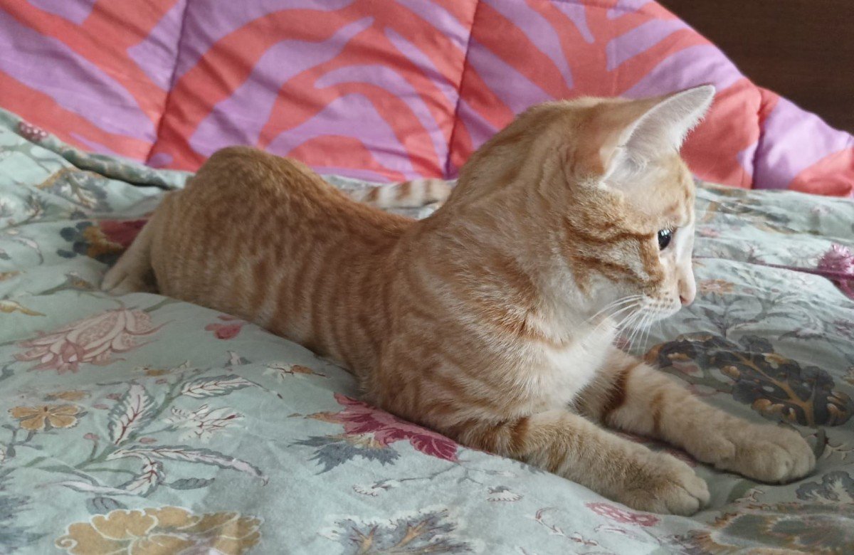 Coco