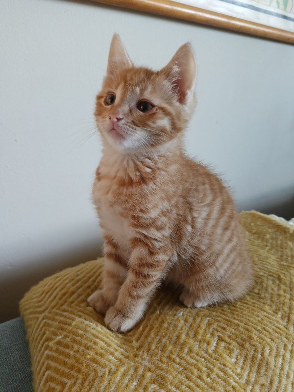 Coco
