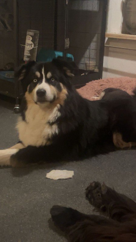 Bear