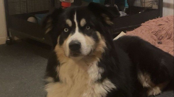 Bear