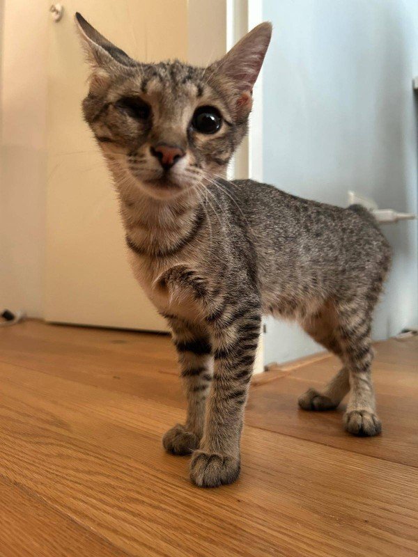 Tigra