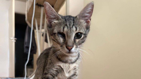 Tigra
