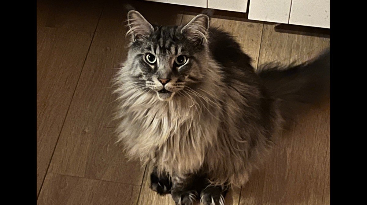 Chewy