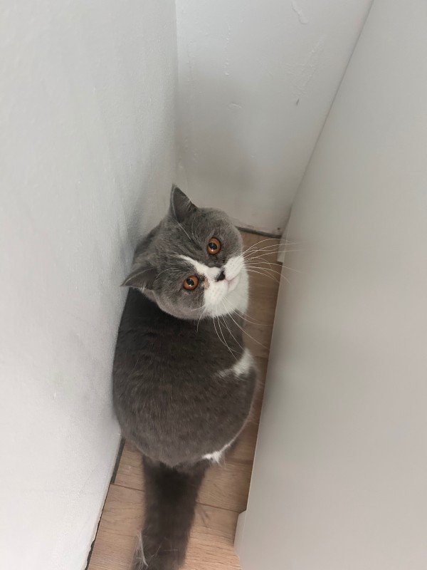 Pip