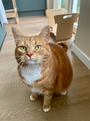Ginger