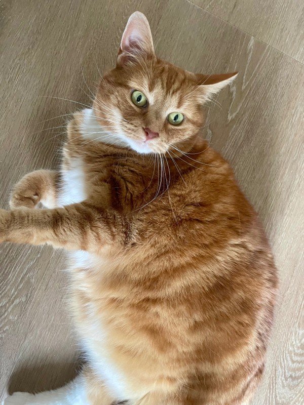 Ginger