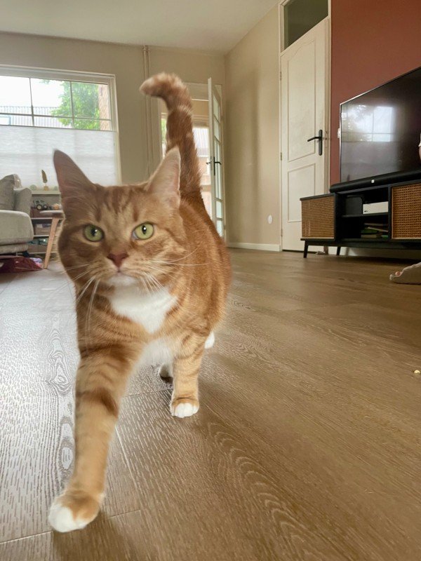 Ginger