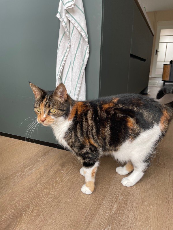 Coco