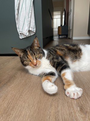 Coco