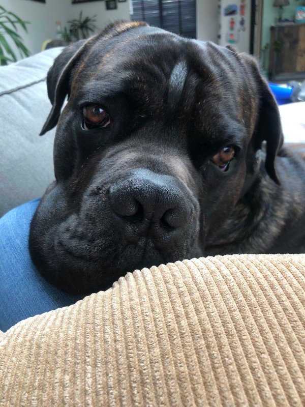 Chico