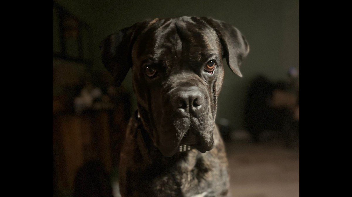 Chico