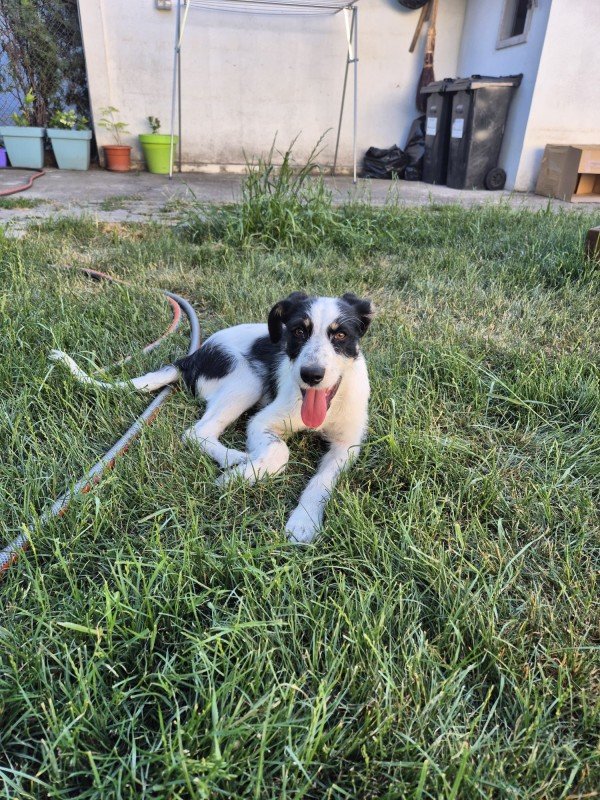 Bella