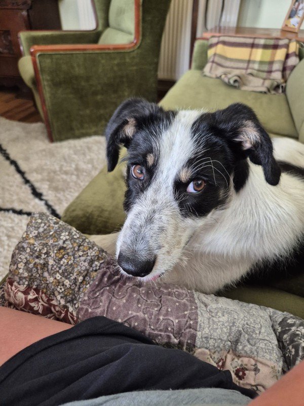 Bella