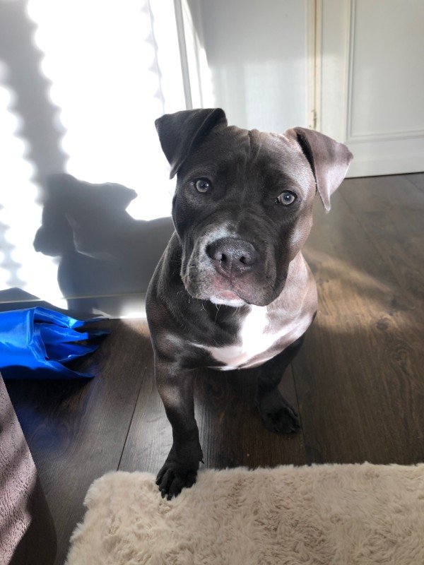 Lilo