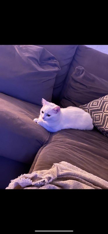 Muis
