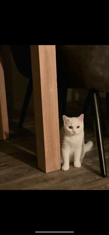 Muis