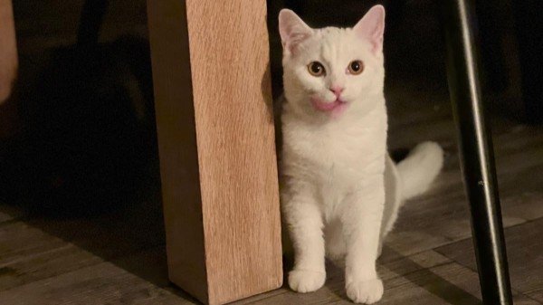 Muis