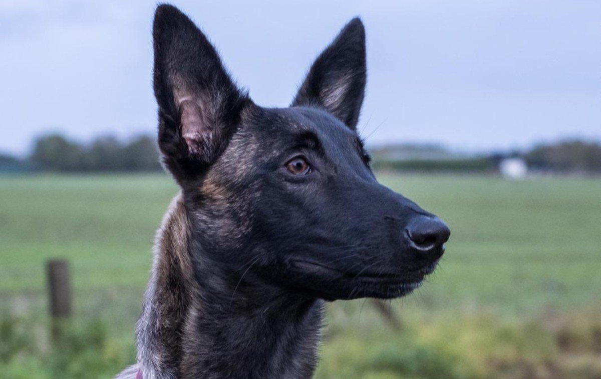 Odin