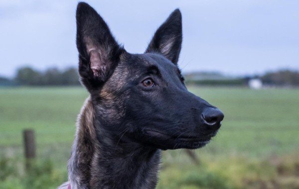 Odin