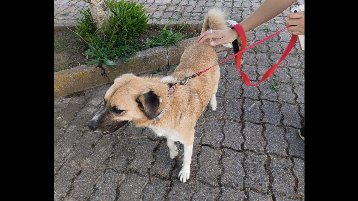 Lupetto