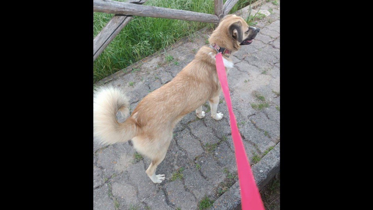 Lupetto