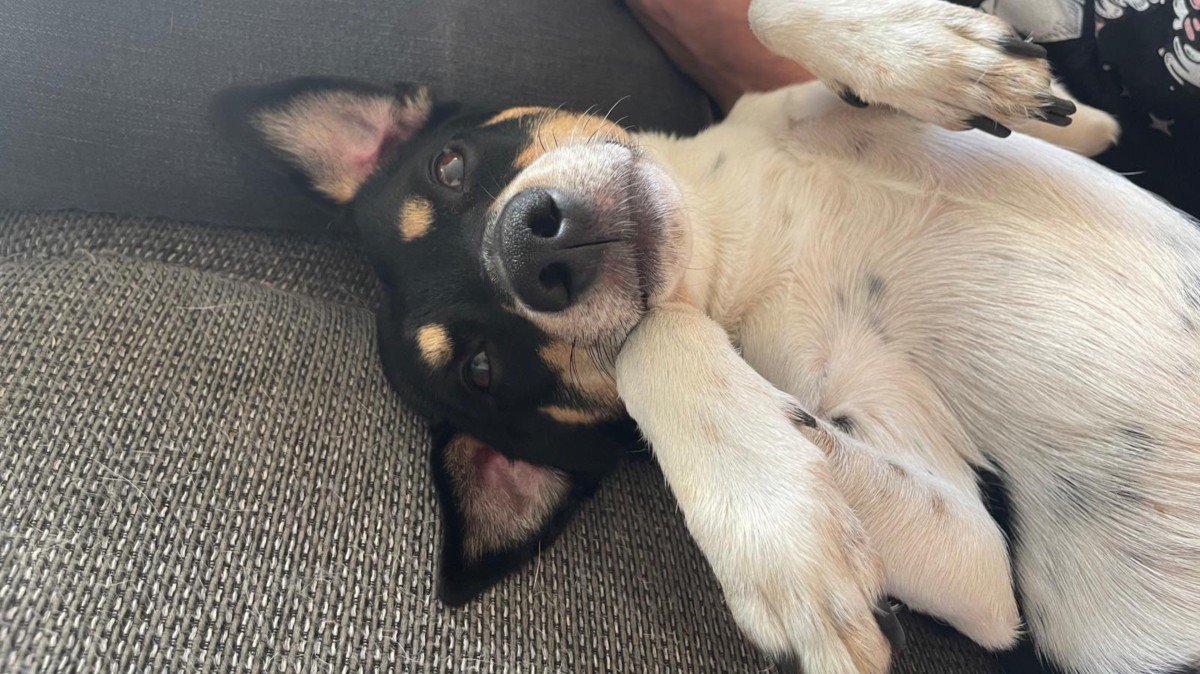 Chico