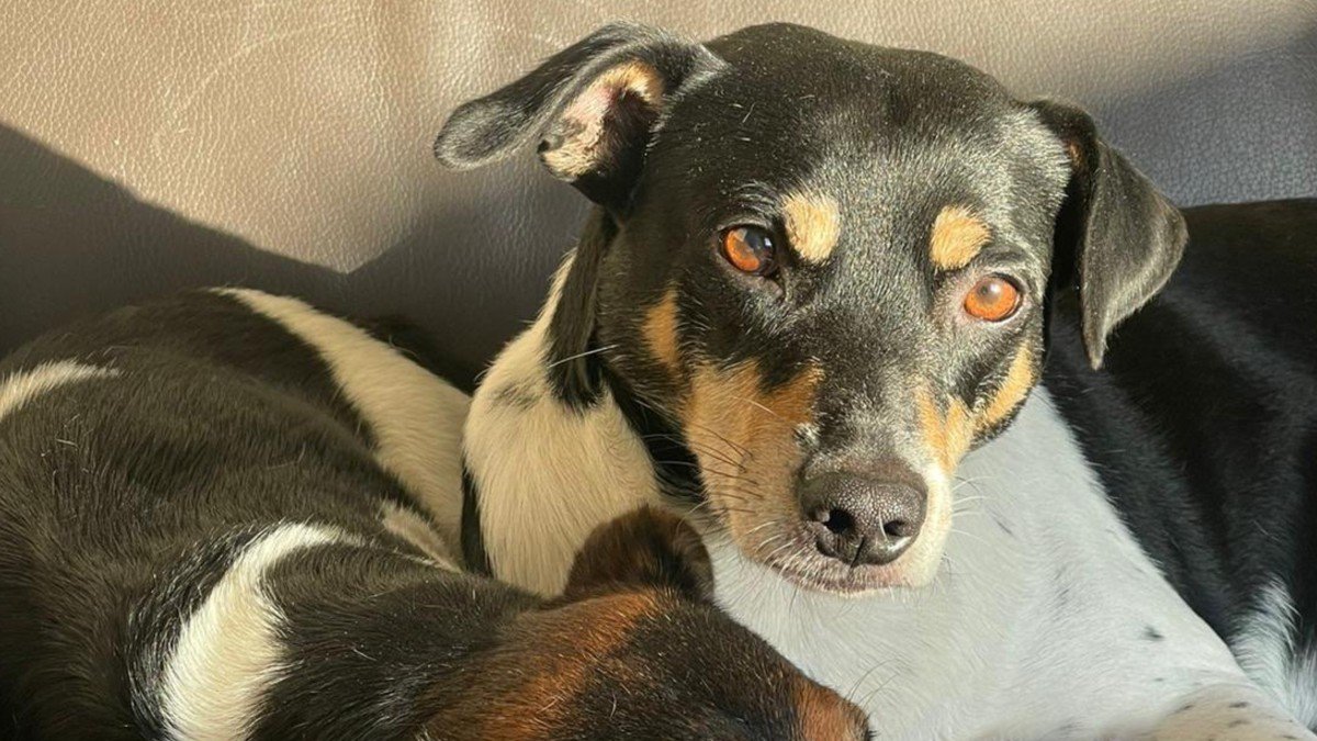 Chico