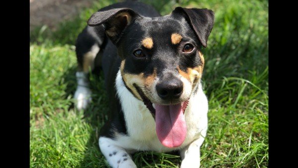Chico
