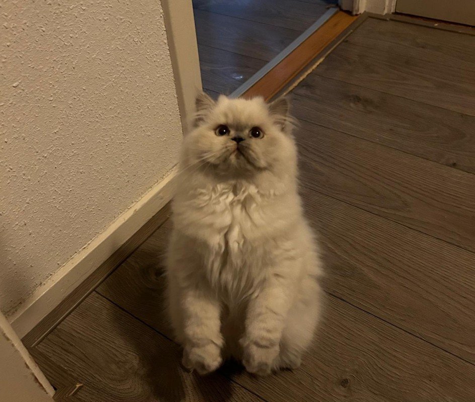 Rumi