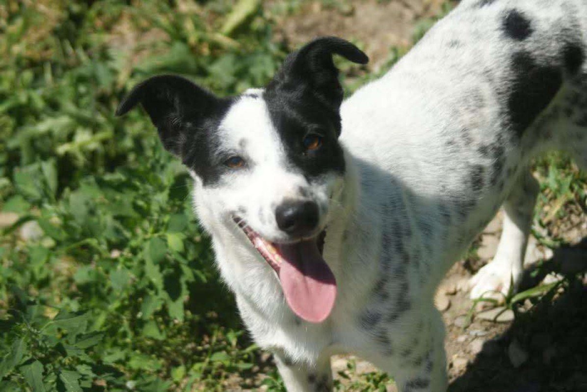 Niki