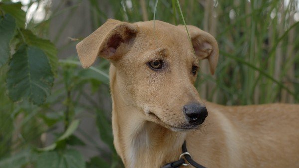 Oscar