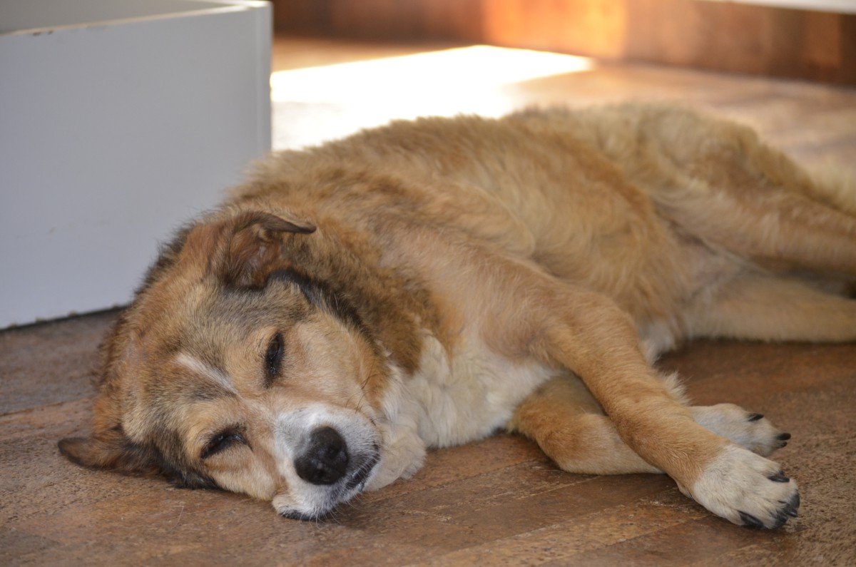 Lucy