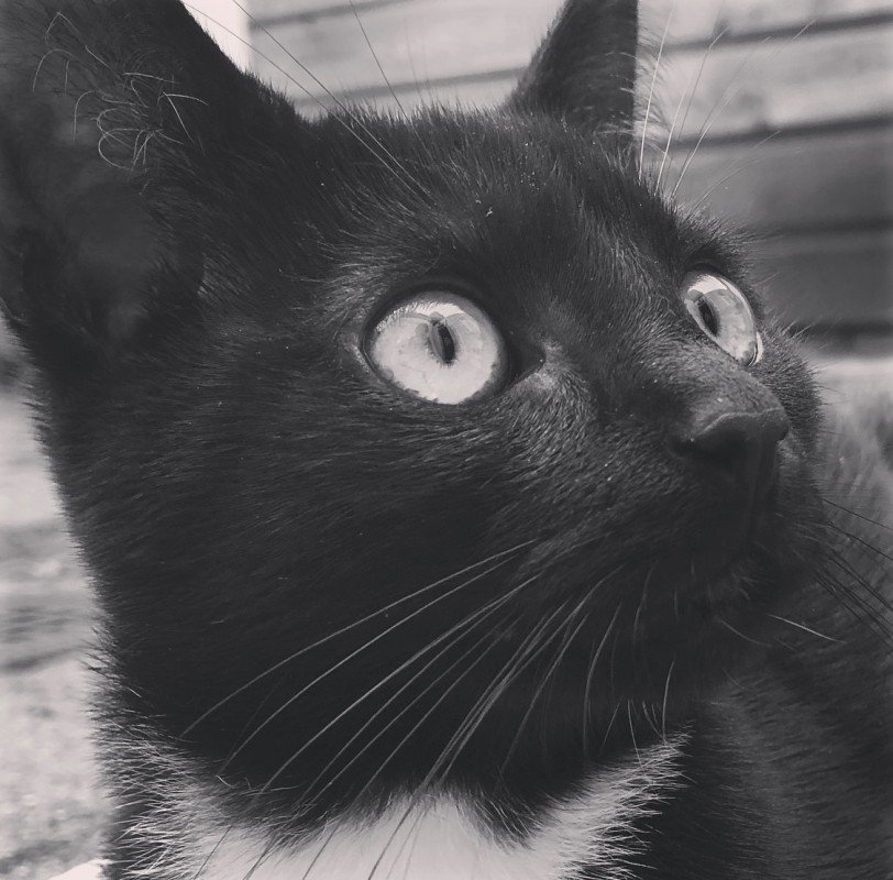 Balou
