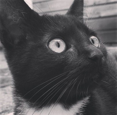 Balou