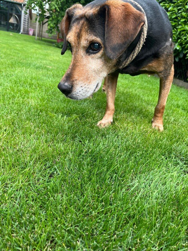 Frankie