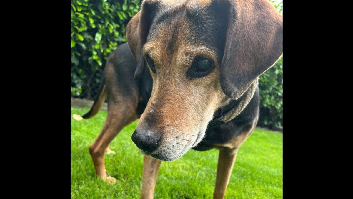 Frankie